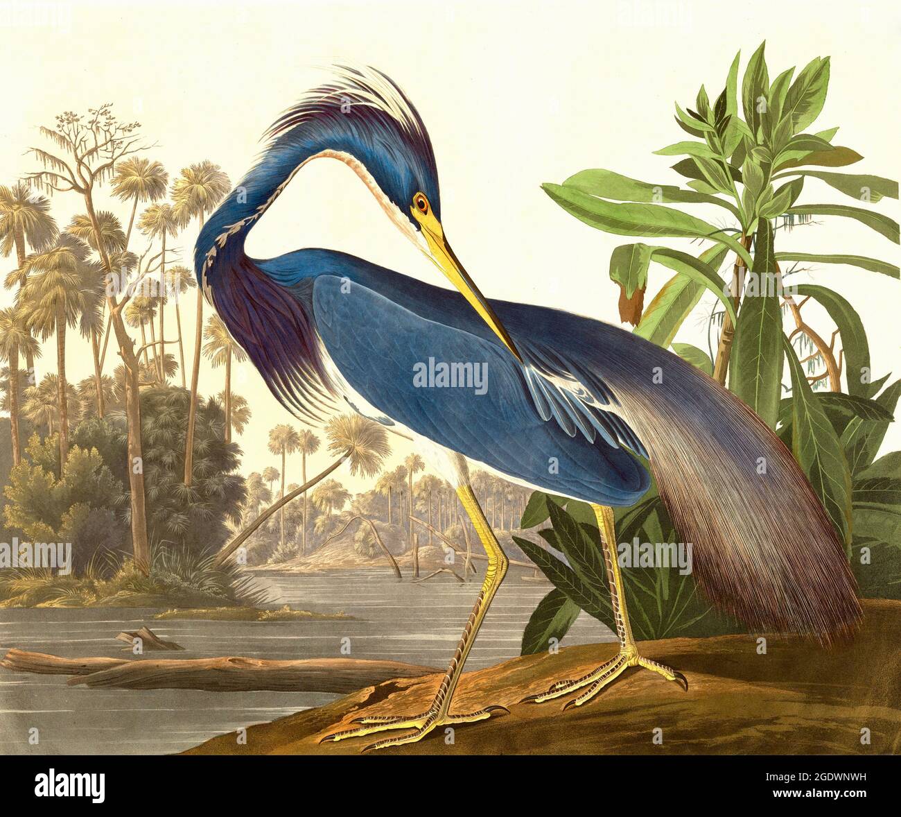 Purple Heron - Louisiana Heron - John James Audubon - 1834. Stock Photo