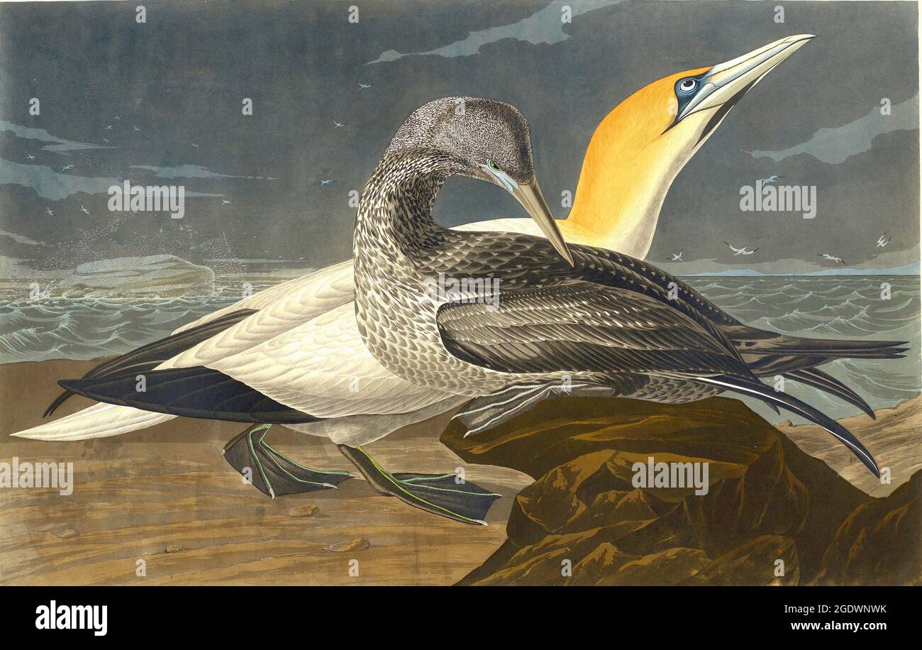 John James Audubon - Gannet - 1836, Stock Photo