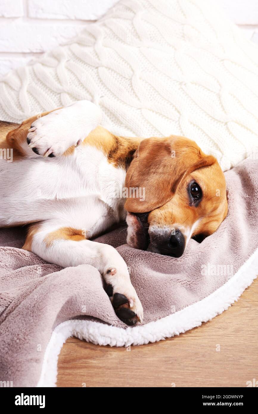 Beagle dog on bed closeup Stock Photo Alamy