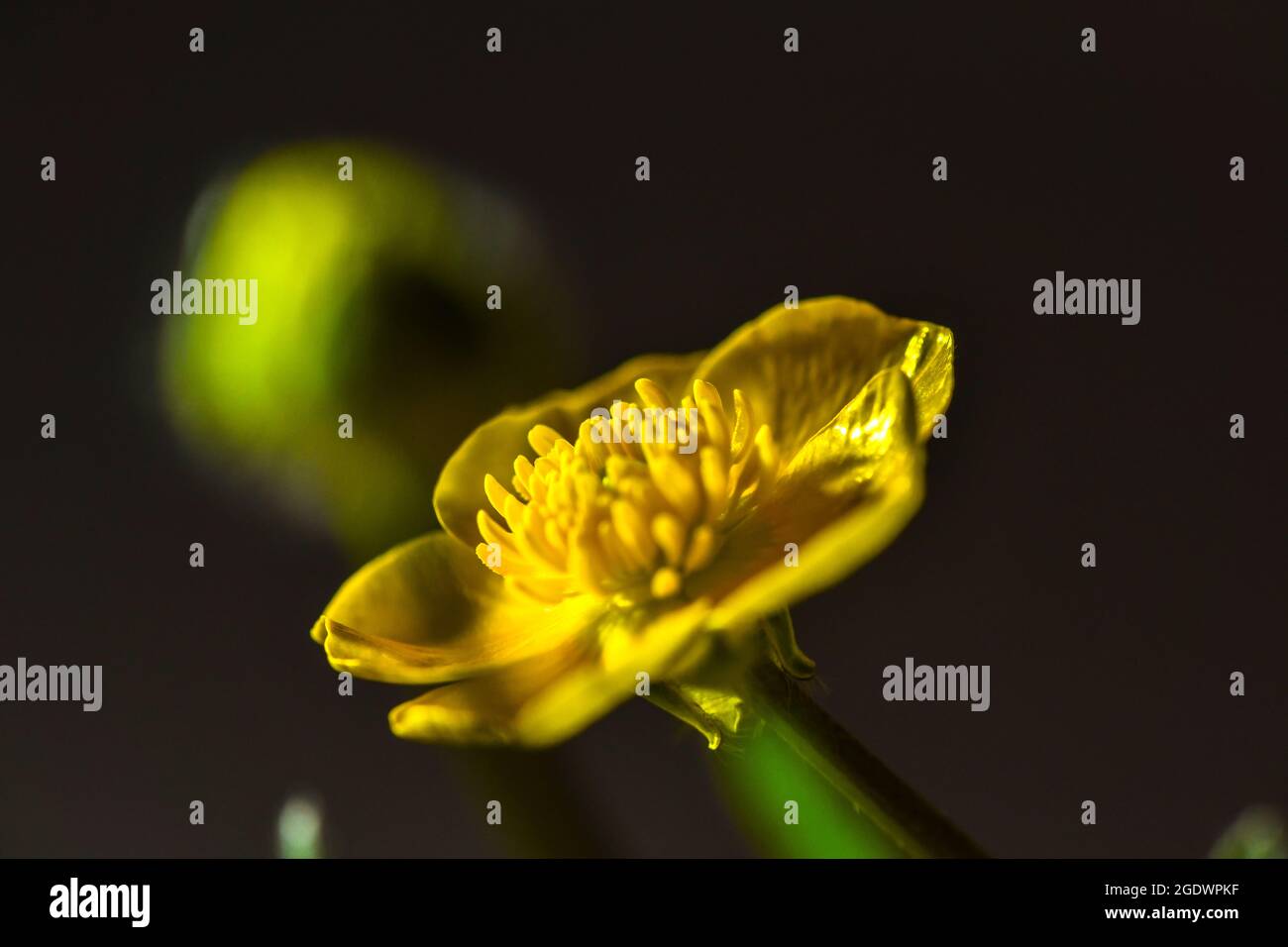shiny flowers|  Shiny flowers hi-res stock photography and images - Alamy