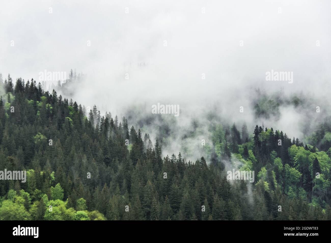 An aerial view of the evergreen trees covering the foggy mountains ...
