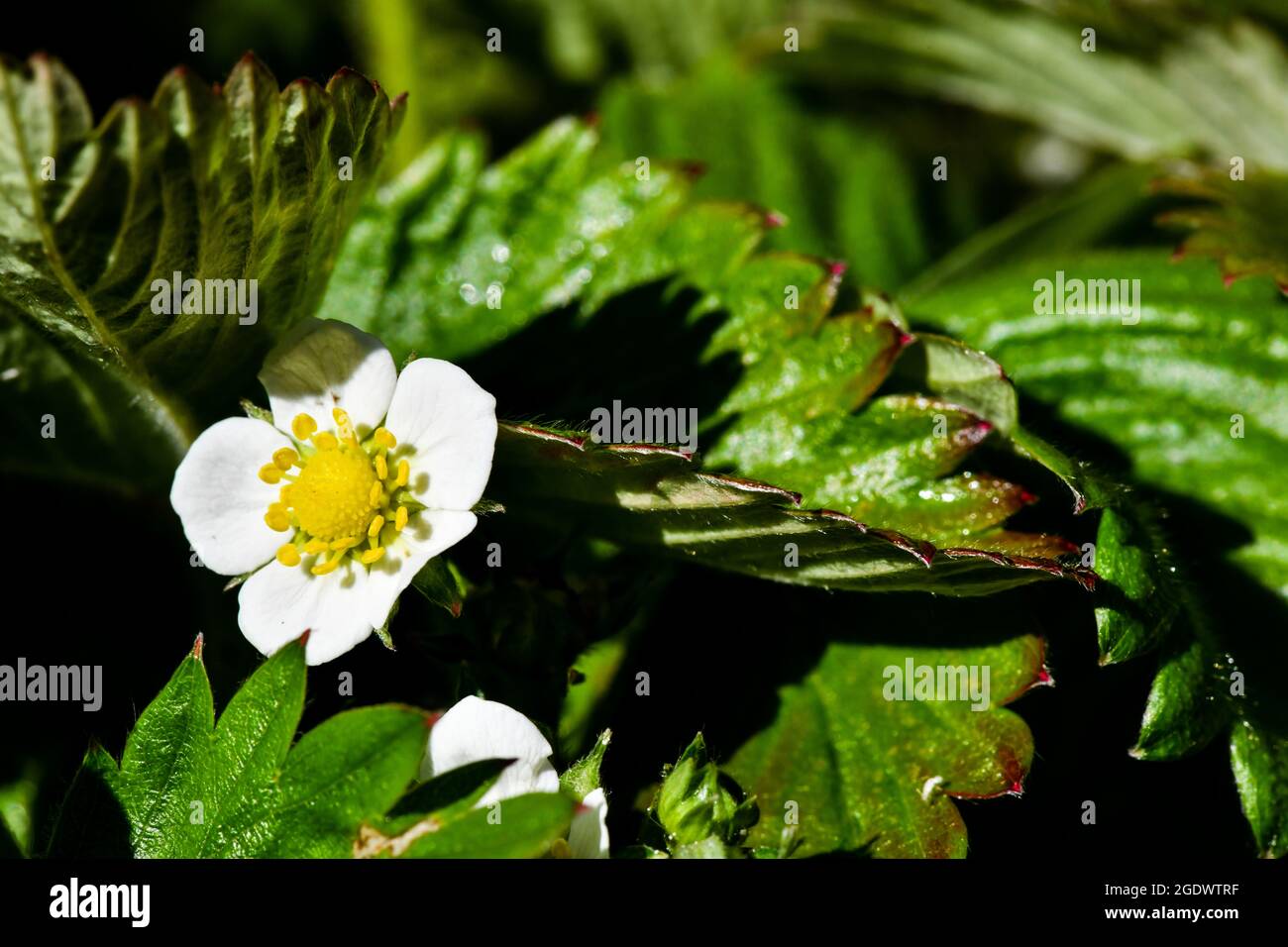 white strawberry flowers amid green leaves Stock Photo - Alamy