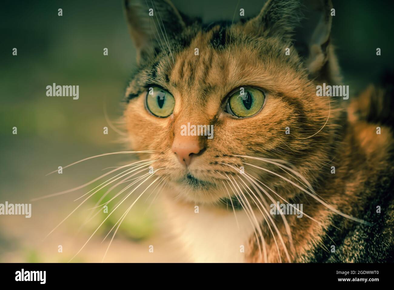portrait of a domestic cat Stock Photo