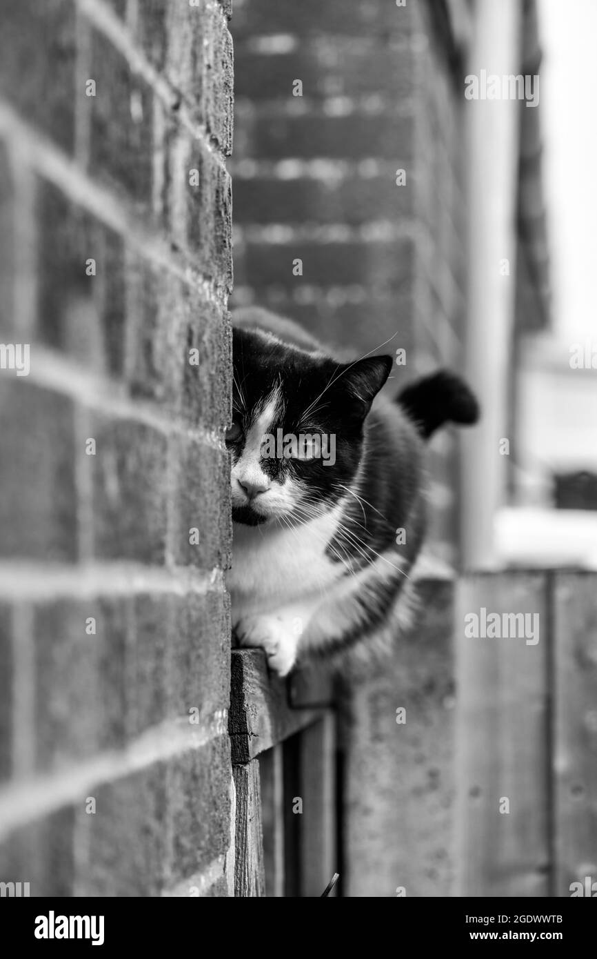 domestic cat sitting on a fence, black and white Stock Photo - Alamy