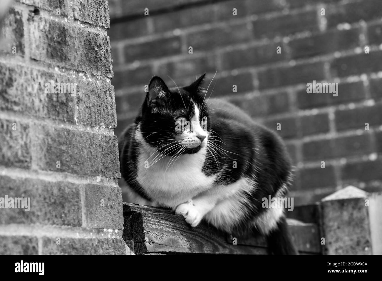 domestic cat sitting on a fence, black and white Stock Photo - Alamy