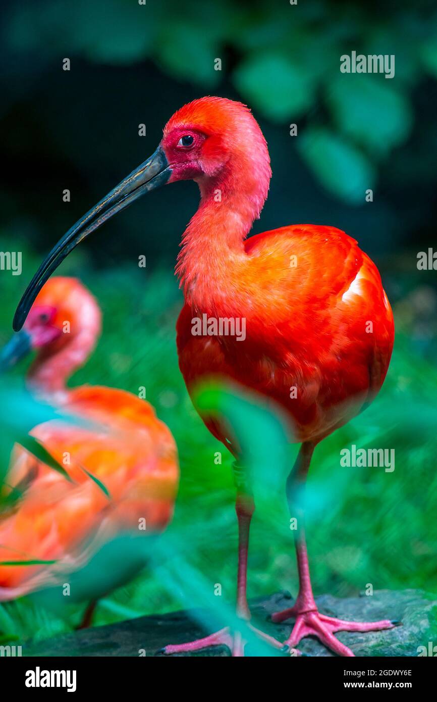 Scarlet ibis (Eudocimus ruber) - red bird from South America Stock Photo