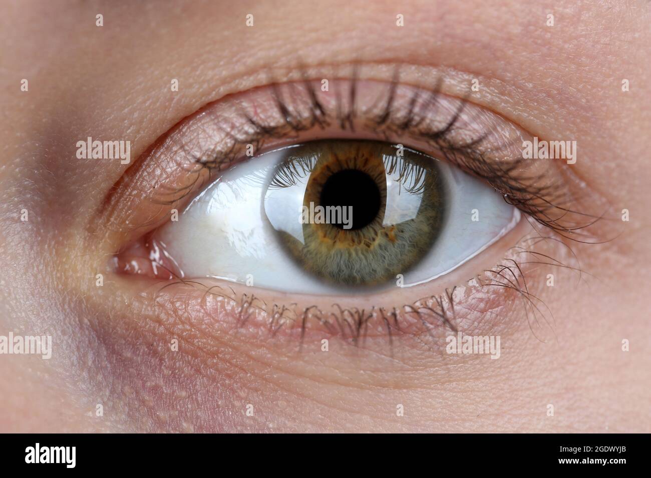Female eye closeup Stock Photo Alamy