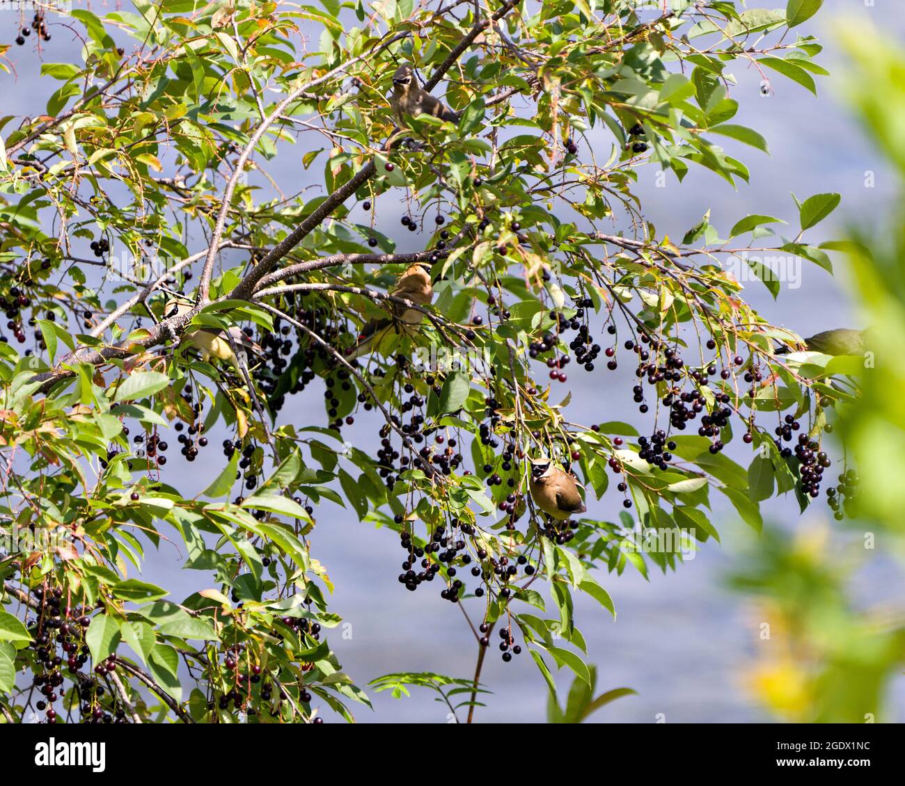 Cedar Waxwing birds perched eating wild berry fruits in their environment and habitat surrounding with a blur blue sky. Stock Photo