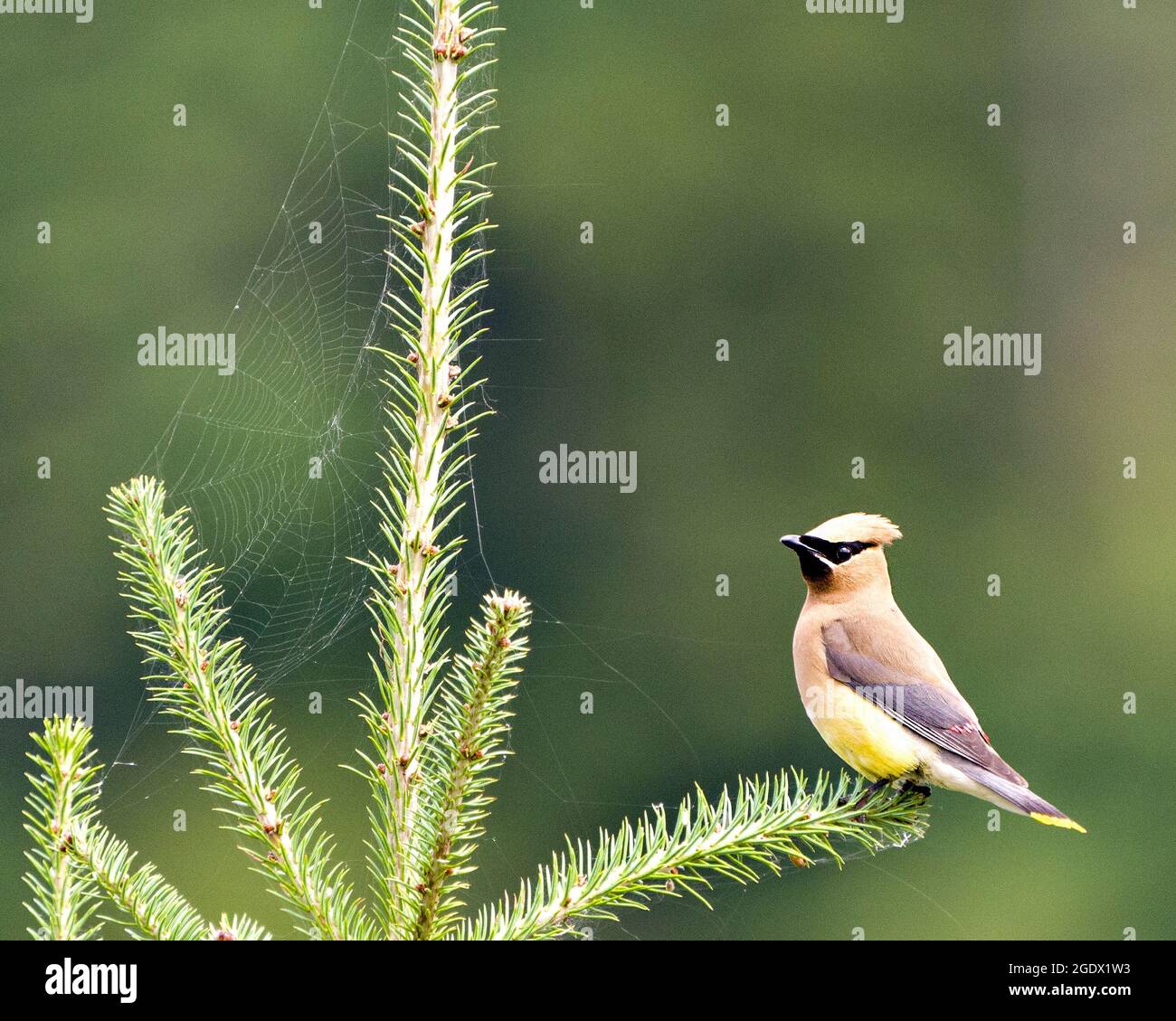 Cedar Waxwing perched on coniferous branches with a spider web and green background in its environment and habitat surrounding. Stock Photo