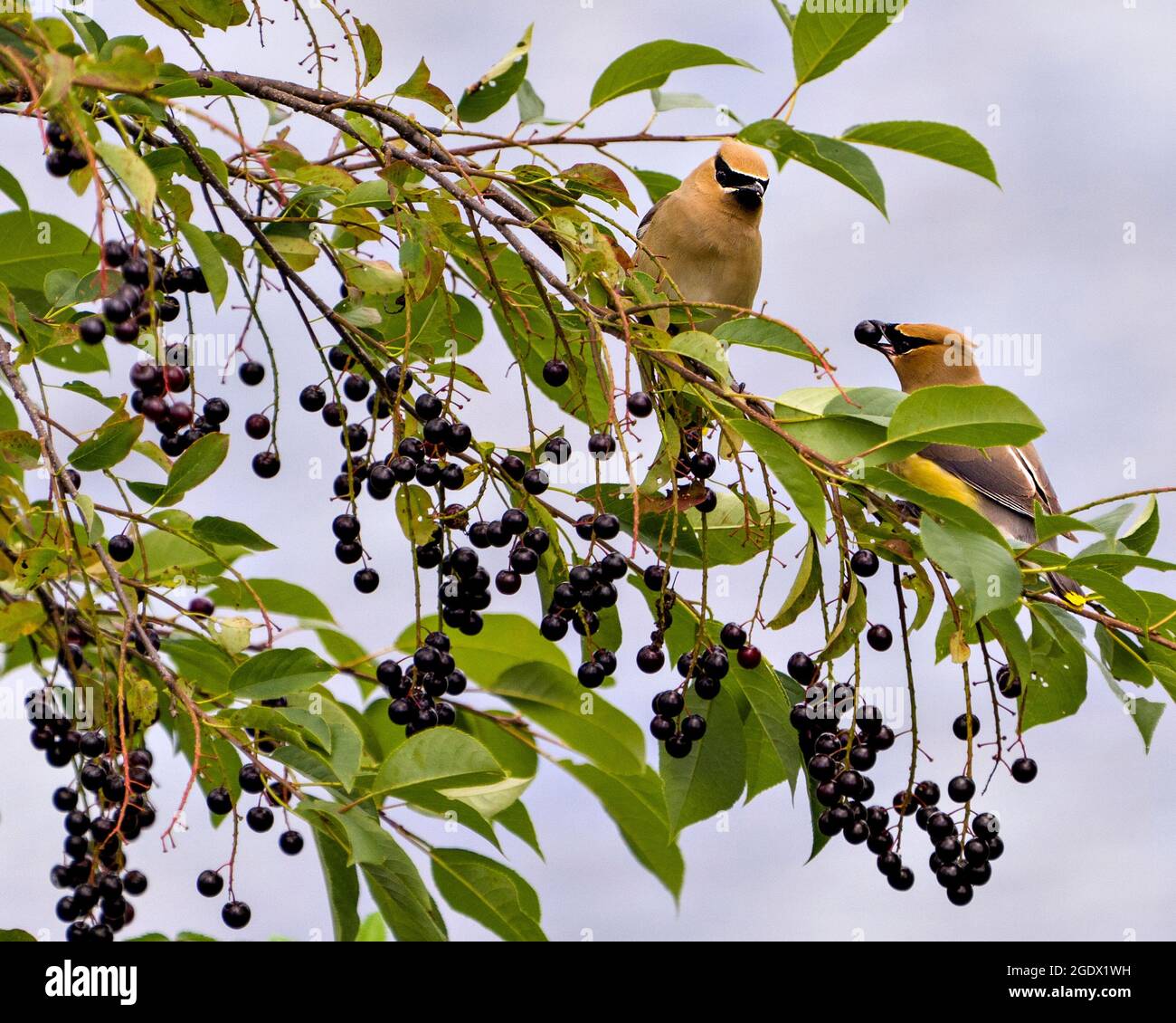 Cedar Waxwing birds perched eating wild berry fruits in their environment and habitat surrounding with a blur blue sky background. Stock Photo