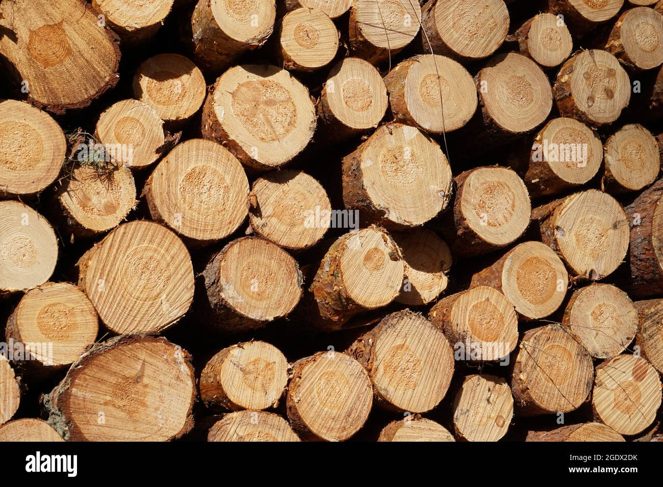 brown cut tree trunks on pile for wood processing Stock Photo