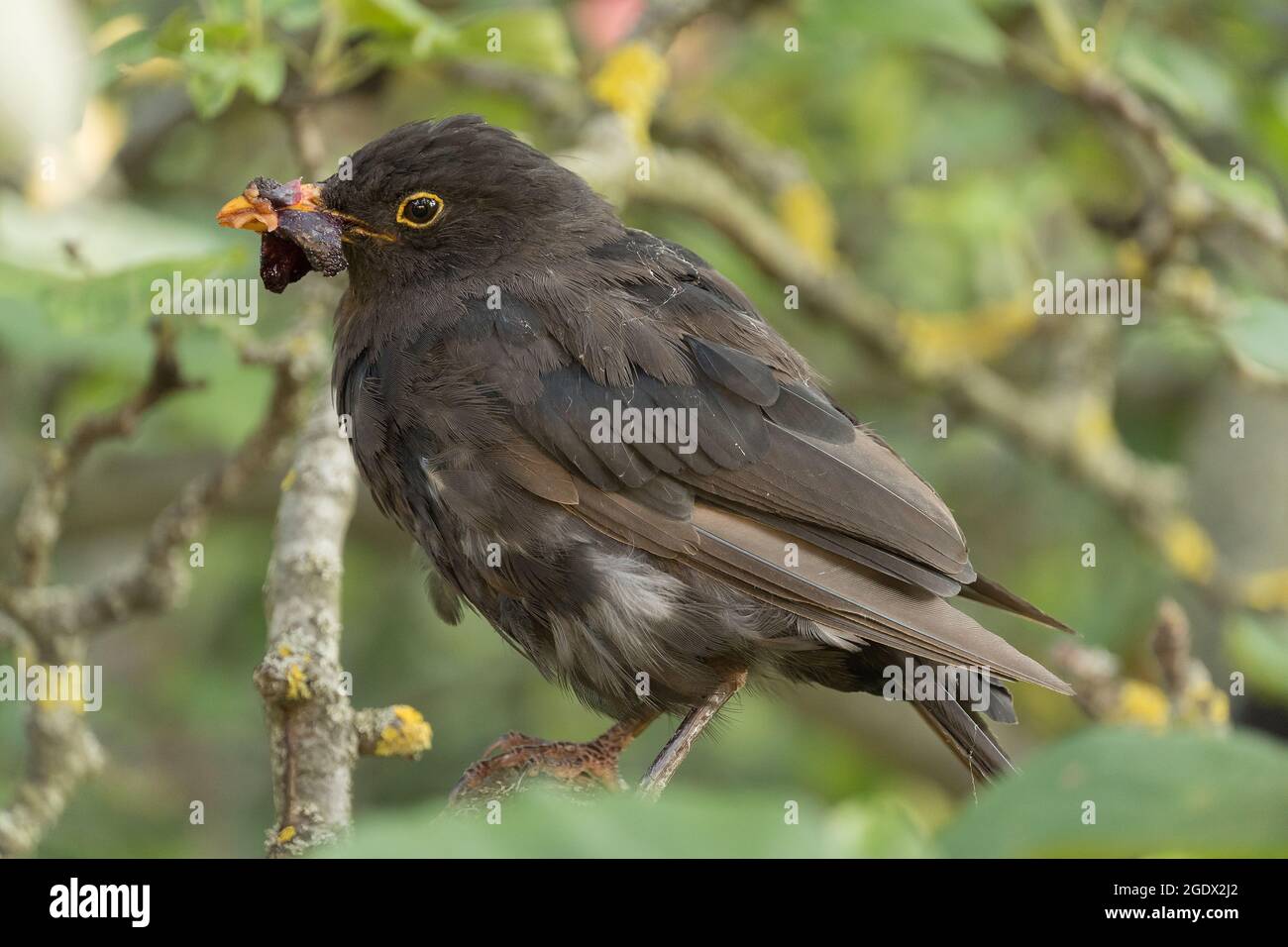Blackbird in the tree with food in its beak Stock Photo Alamy