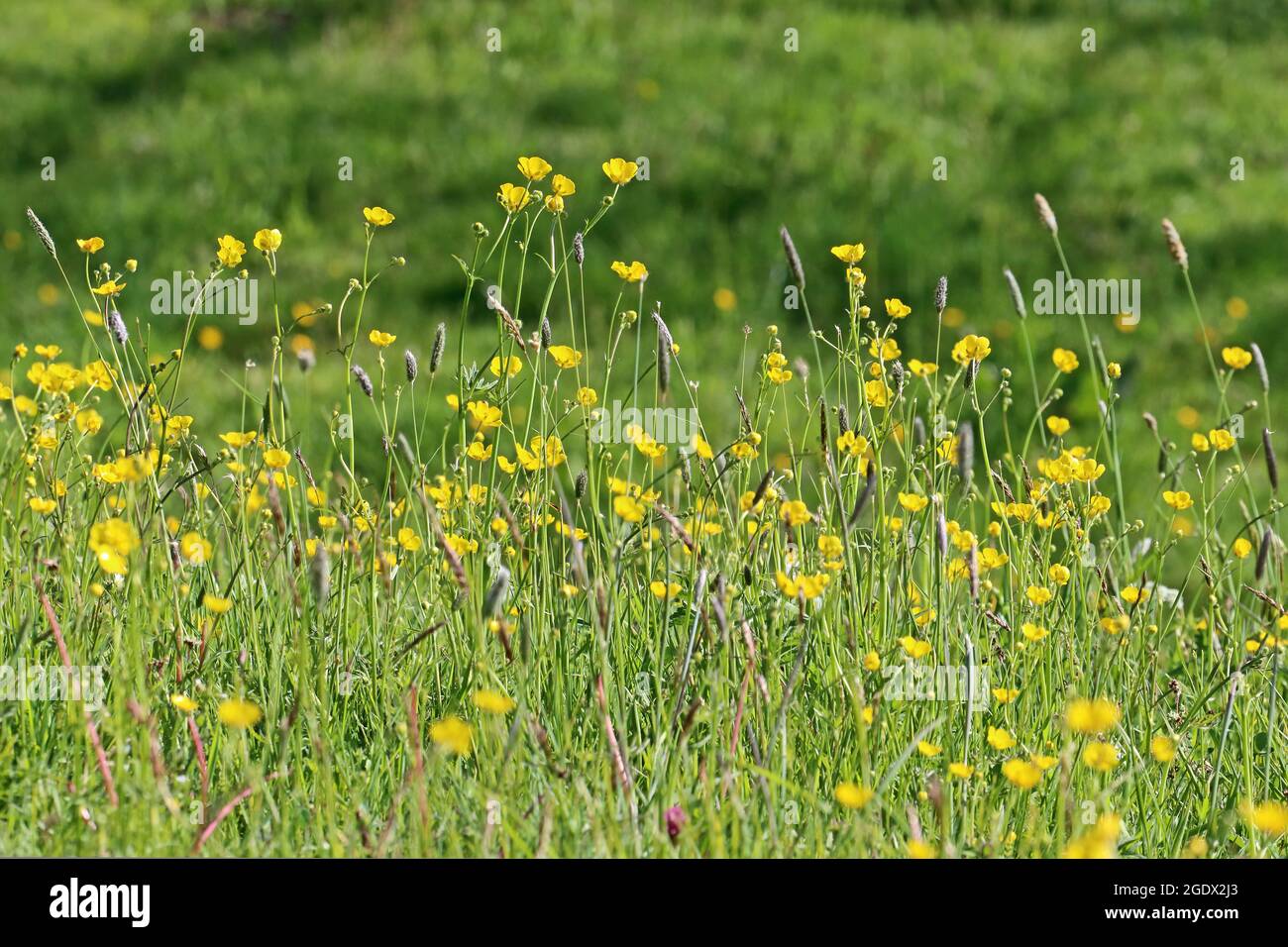 Grasses wild flowers hi-res stock photography and images - Alamy