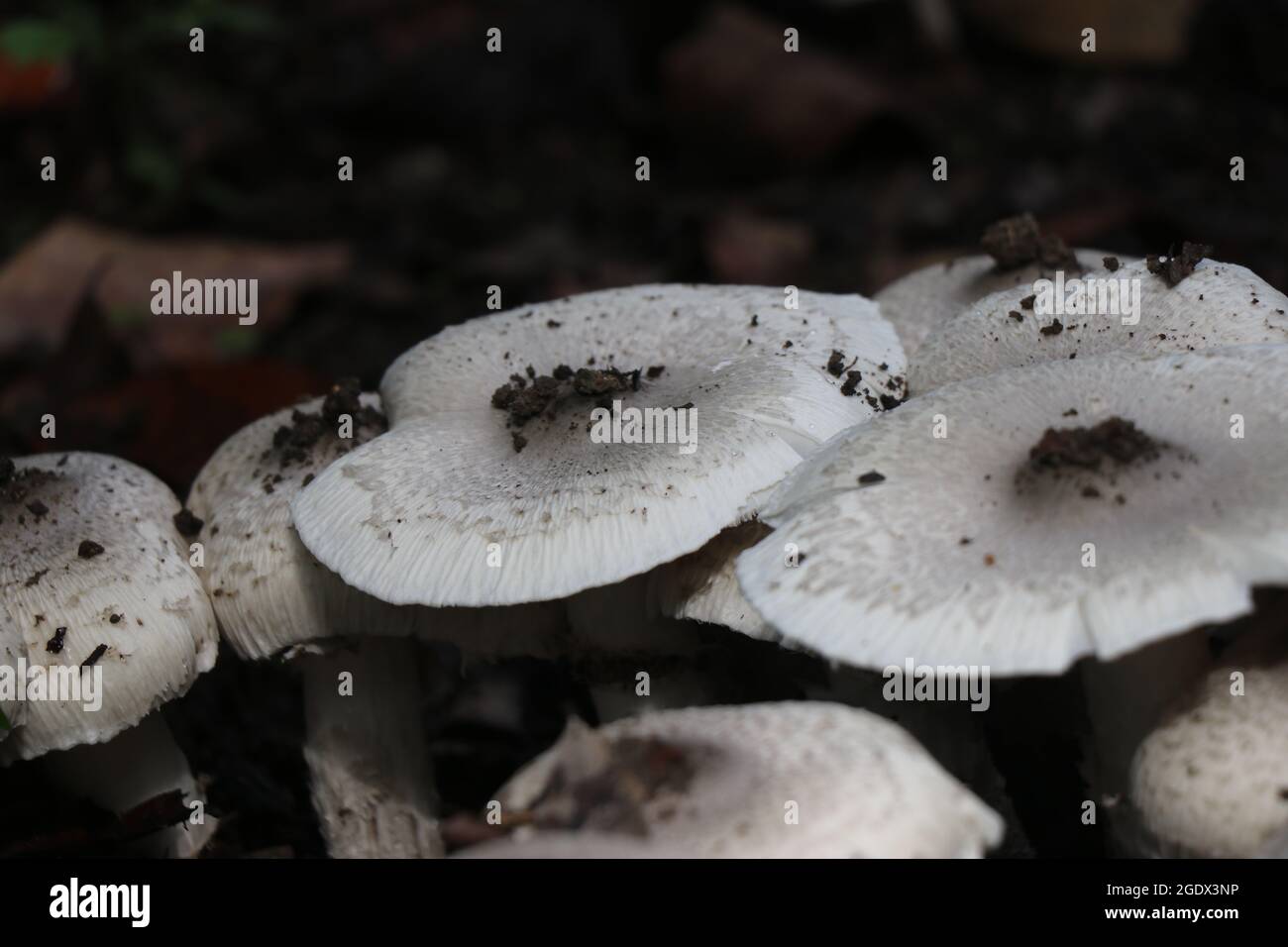 Rare Edible white mushrooms found in india on a group. Natural mushroom growing Stock Photo