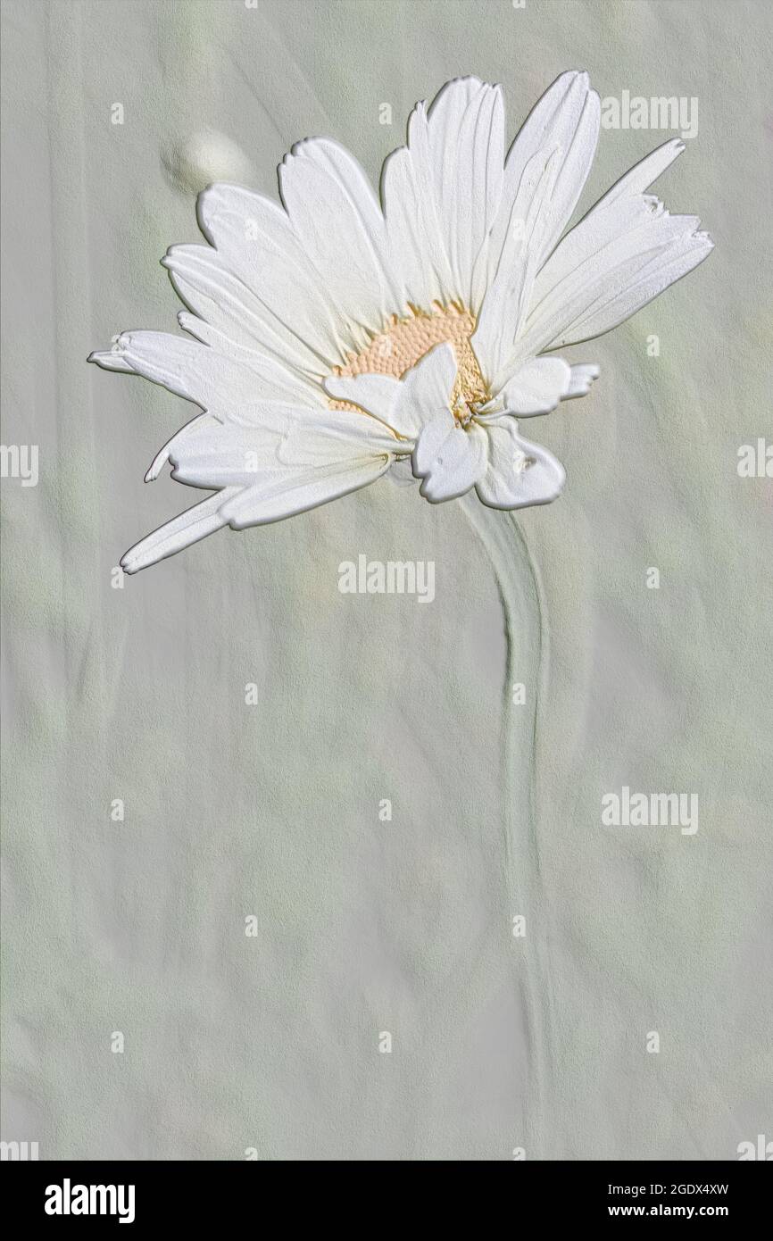 Embossed summer print Daisy flower in nature. Abstract Daisy art pattern for interior decor. Mindfulness art print embossed Daisy. Embossed flower art. Stock Photo