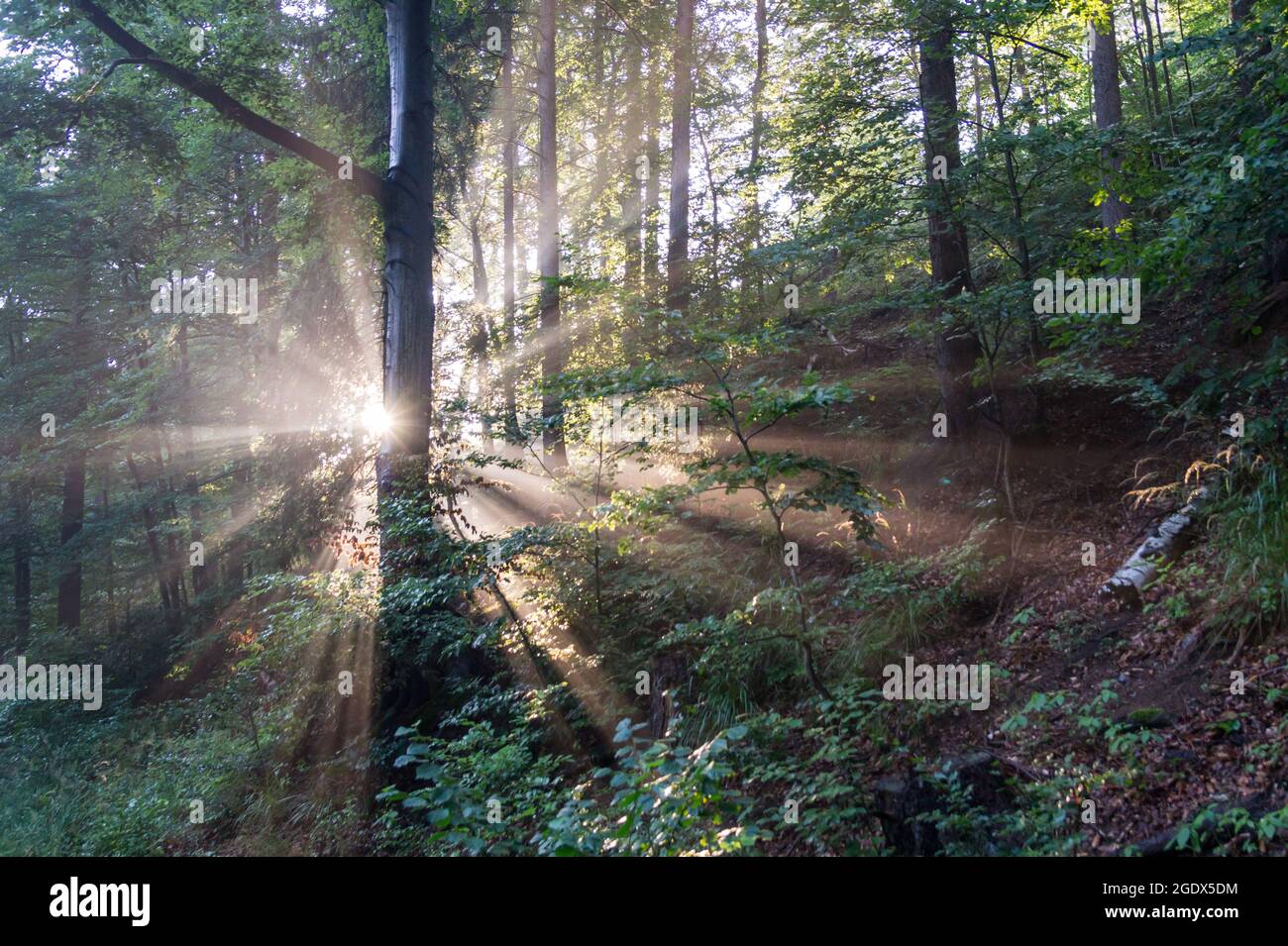 magical sunlight in the fairy tale forest dark tree trunk atmospheric ambience Stock Photo