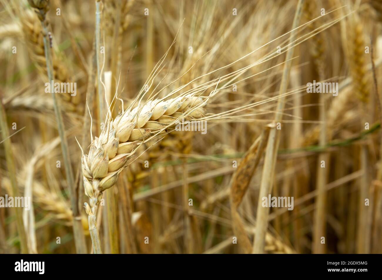 Ear of grain hires stock photography and images Alamy