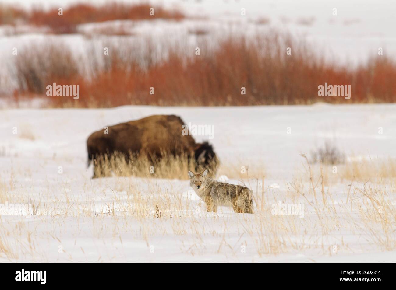 Coyote and Bison or Buffalo in a prairie landscape with snow, grasses and bushes in warm evening light. Stock Photo