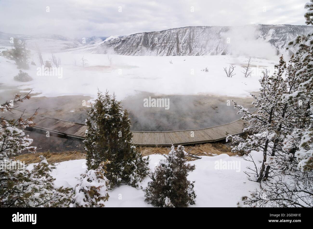 Boardwalk near hot steaming pools and trees in winter, Mammoth Hot Springs, Yellowstone Stock Photo