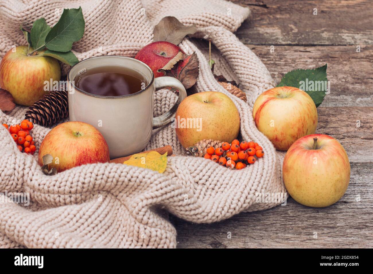 Autumn still life, a cup of tea, a fresh crop of red and green apples,cones, cinnamon sticks, red mountain ash, on a textured knitted fabric and an ol Stock Photo