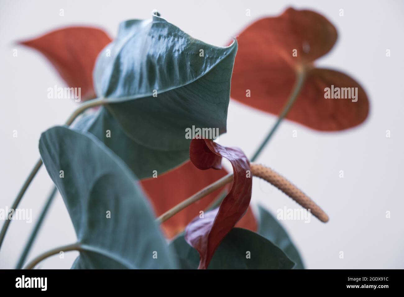 Anthurium flowers and leaves cold tones abstract background Stock Photo