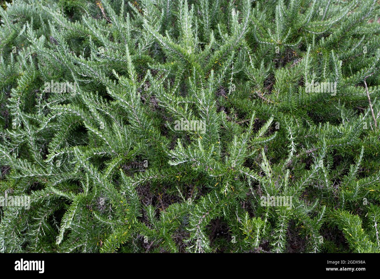 Rosemary twisted branches with fragrant, evergreen, needle-like leaves. Salvia rosmarinus plant. Stock Photo