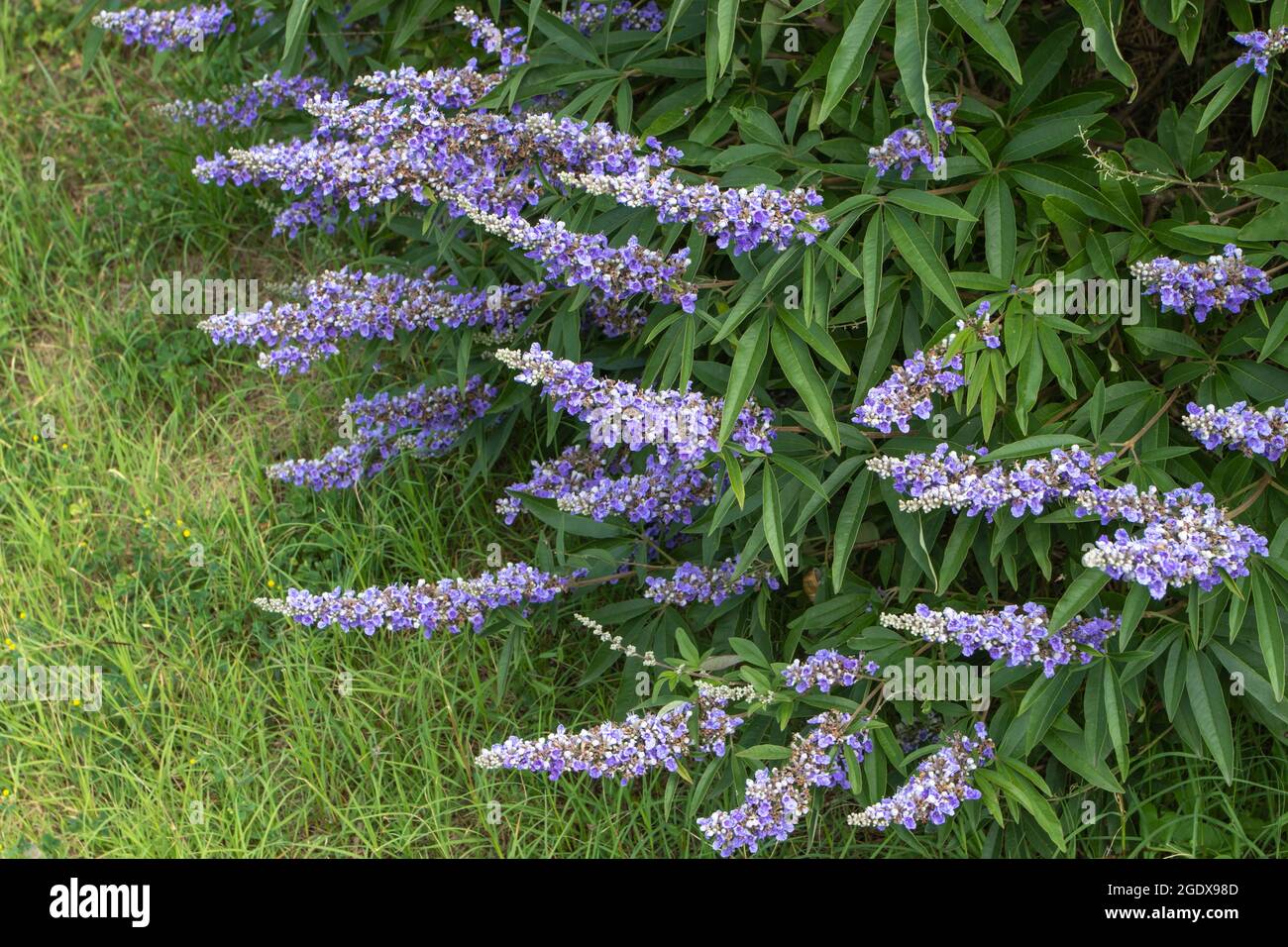 Chaste tree. Vitex plant with spikes of lavender butterfly-attracting flowers. Stock Photo