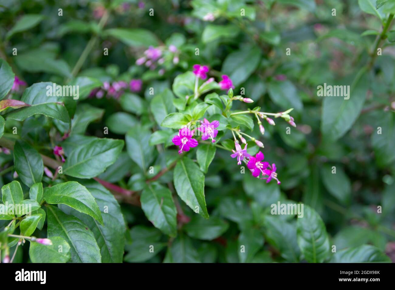 Fuchsia Trientje hybrid F. encliandra x F. paniculata. Pink flowers and green leaves Stock Photo
