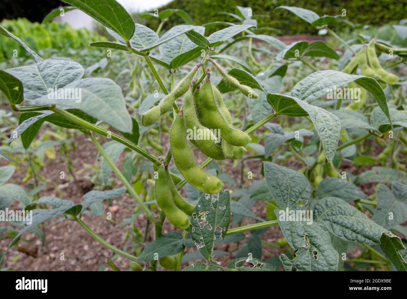 Glycine max plants with beans. Soybean or soya bean plantation. Stock Photo