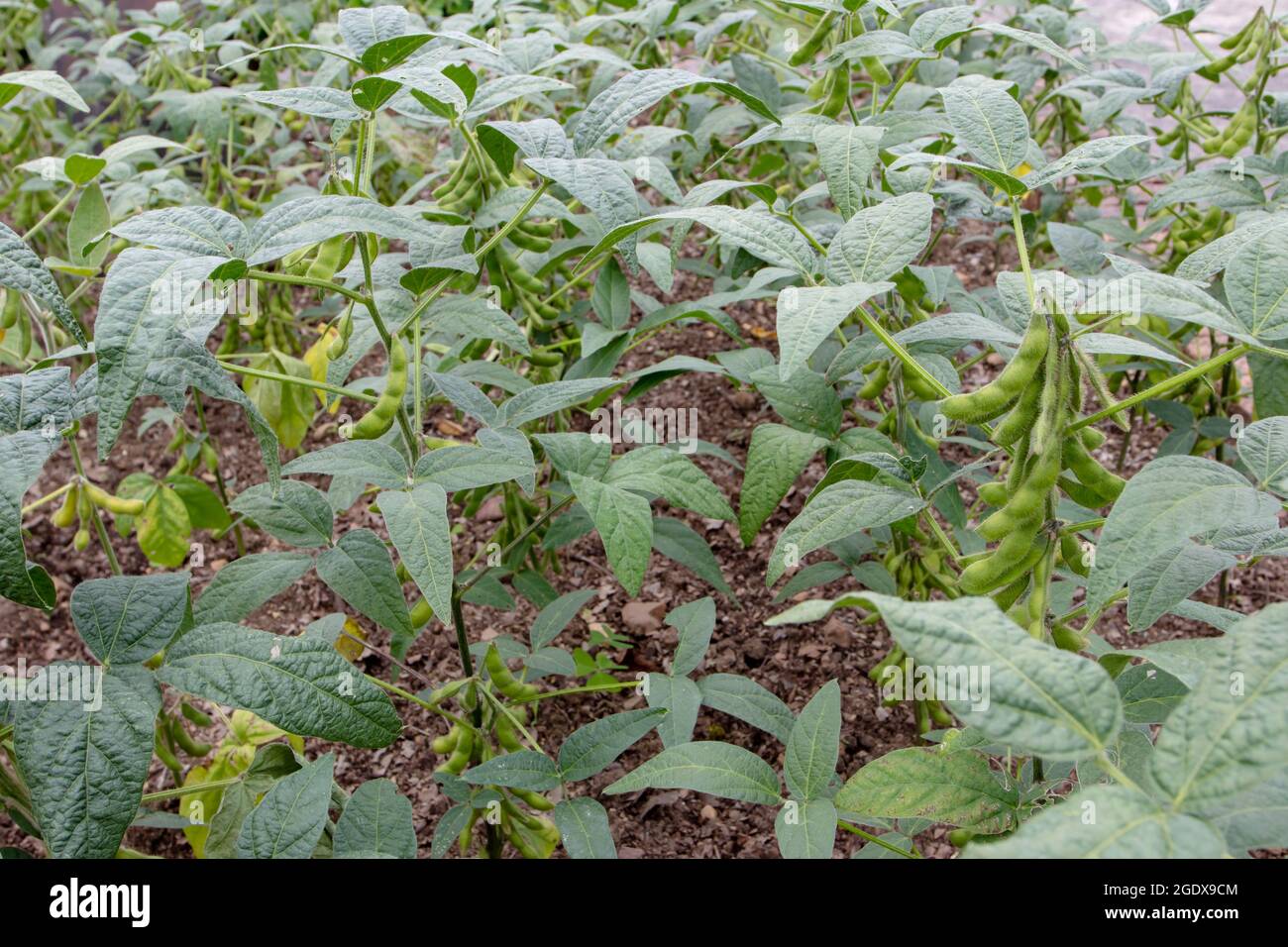Glycine max plants with beans. Soybean or soya bean plantation. Stock Photo