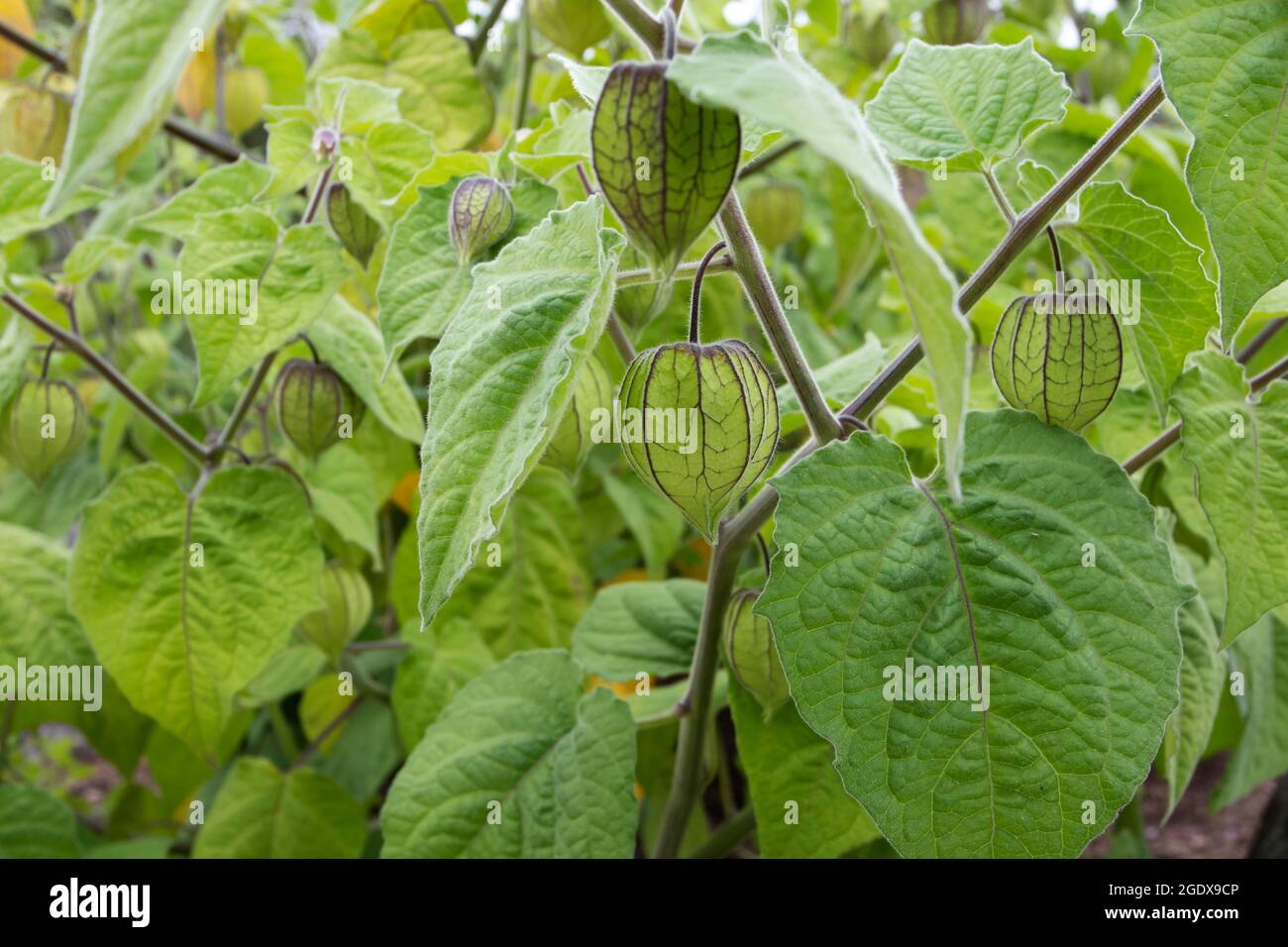 Goldenberry or Cape gooseberry plants with hairy leaves and immature fruits in green calyx. Physalis peruviana. Stock Photo