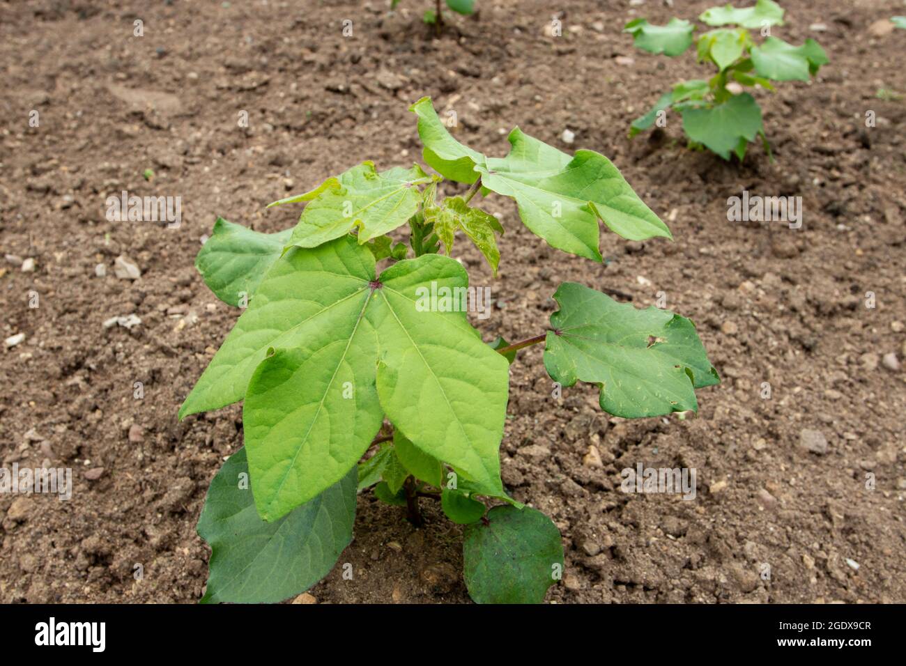 Upland cotton or Mexican cotton young plants at the plantation. Gossypium hirsutum. Stock Photo