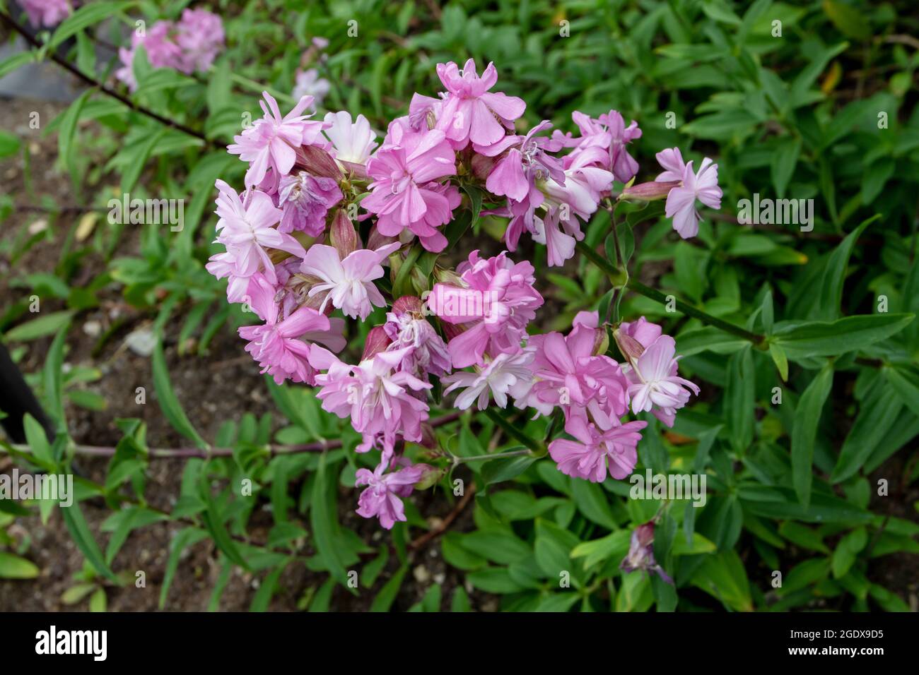 Common soapwort with pale pink flowers. Saponaria officinalis plant of family Caryophyllaceae Stock Photo