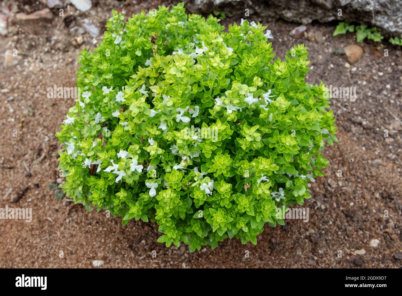 Basil globe shaped subshrub with bright green leaves and white flowers. Ocimum basilicum
