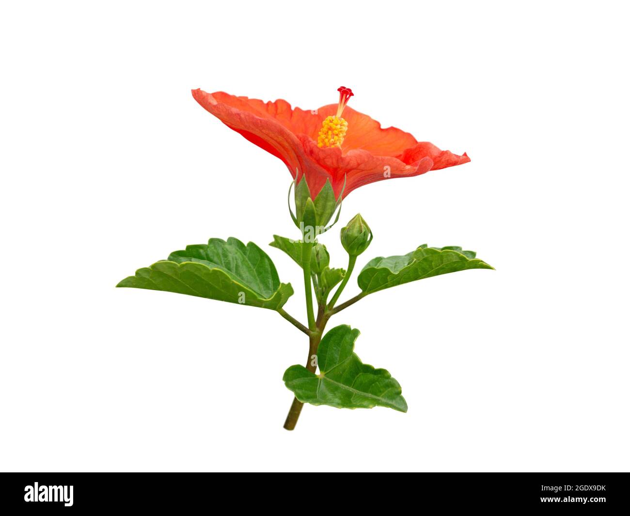 Hibiscus bright red tropical flower branch isolated on white. China rose plant. Malaysia national symbol. Stock Photo
