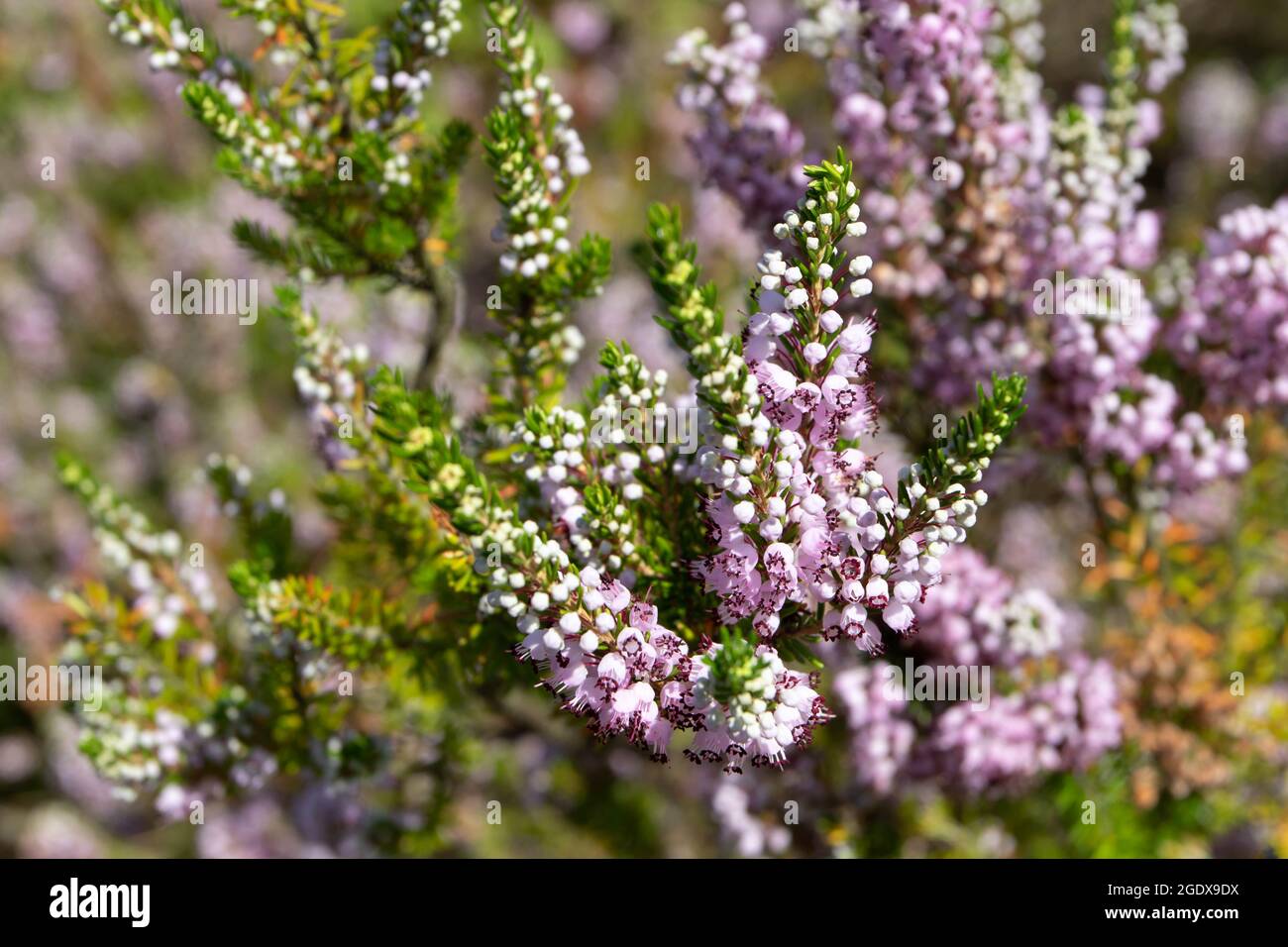 Cornish heath pink flowers. Erica vagans or wandering heath plants. Stock Photo