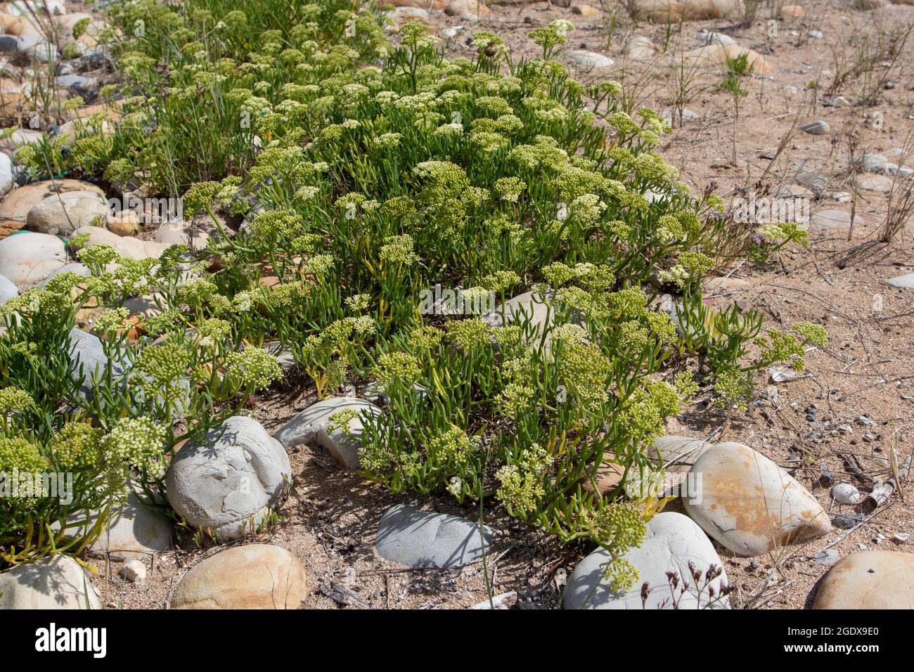 Rock samphire or sea fennel edible wild plant. Crithmum maritimum. Stock Photo
