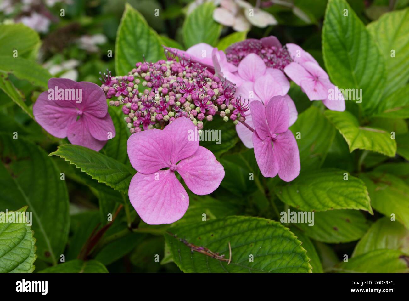 Hydrangea macrophylla pentamerous and tetramerous flowers. Hortensia plant with bright pink bloom. Stock Photo