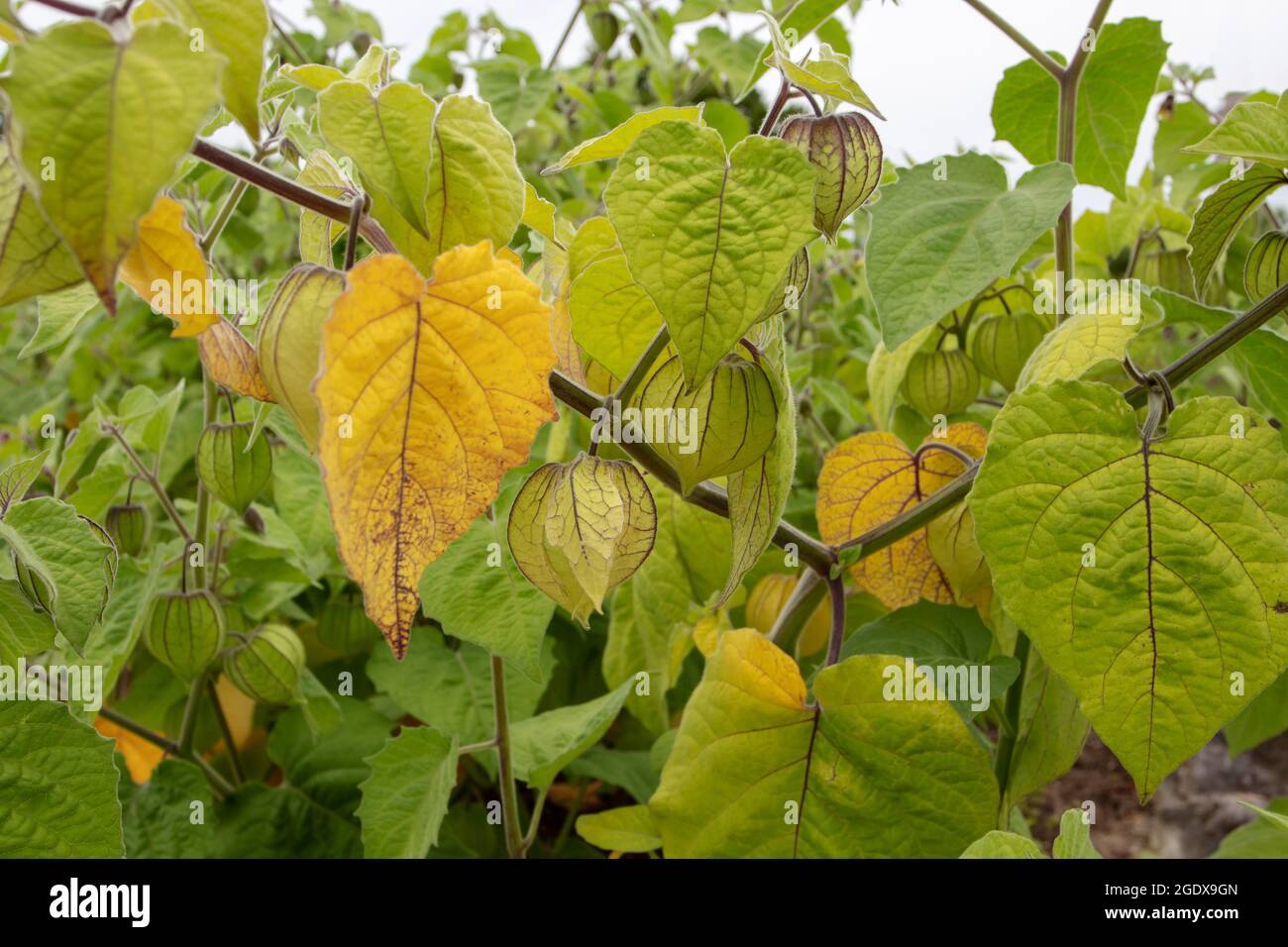 Cape gooseberry or goldenberry or Physalis peruviana plants with hairy leaves and immature fruits in green calyx Stock Photo