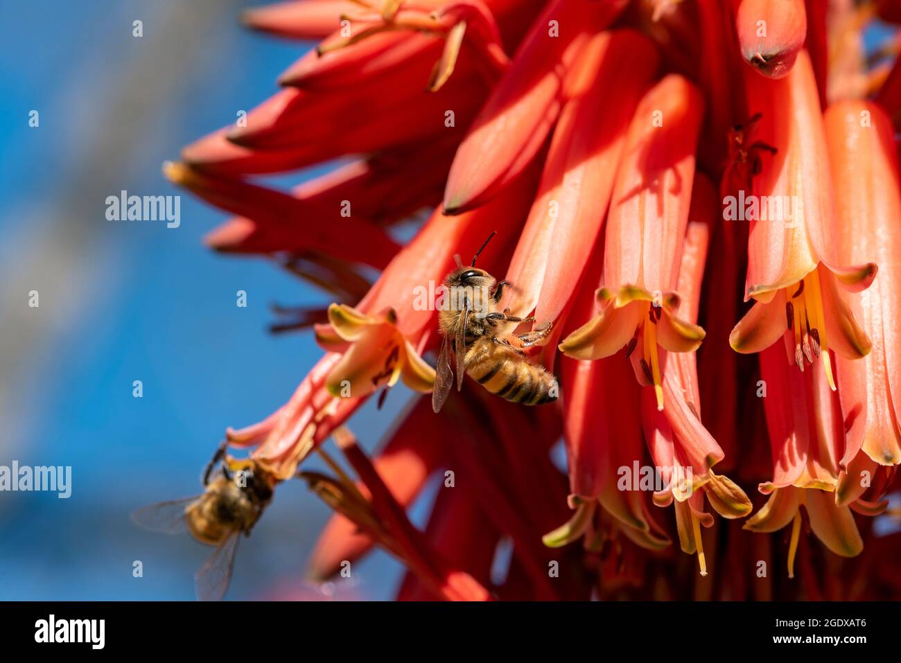 Barbadensis Aloe Vera Flower In Bloom with Bees sucking the nectar and  pollinating. Blooming aloe vera with bees Stock Photo - Alamy