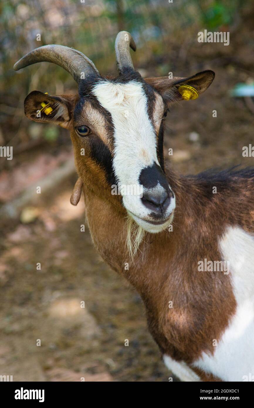 portrait of a goat variegated colors (white, brown ,yellow) Stock Photo