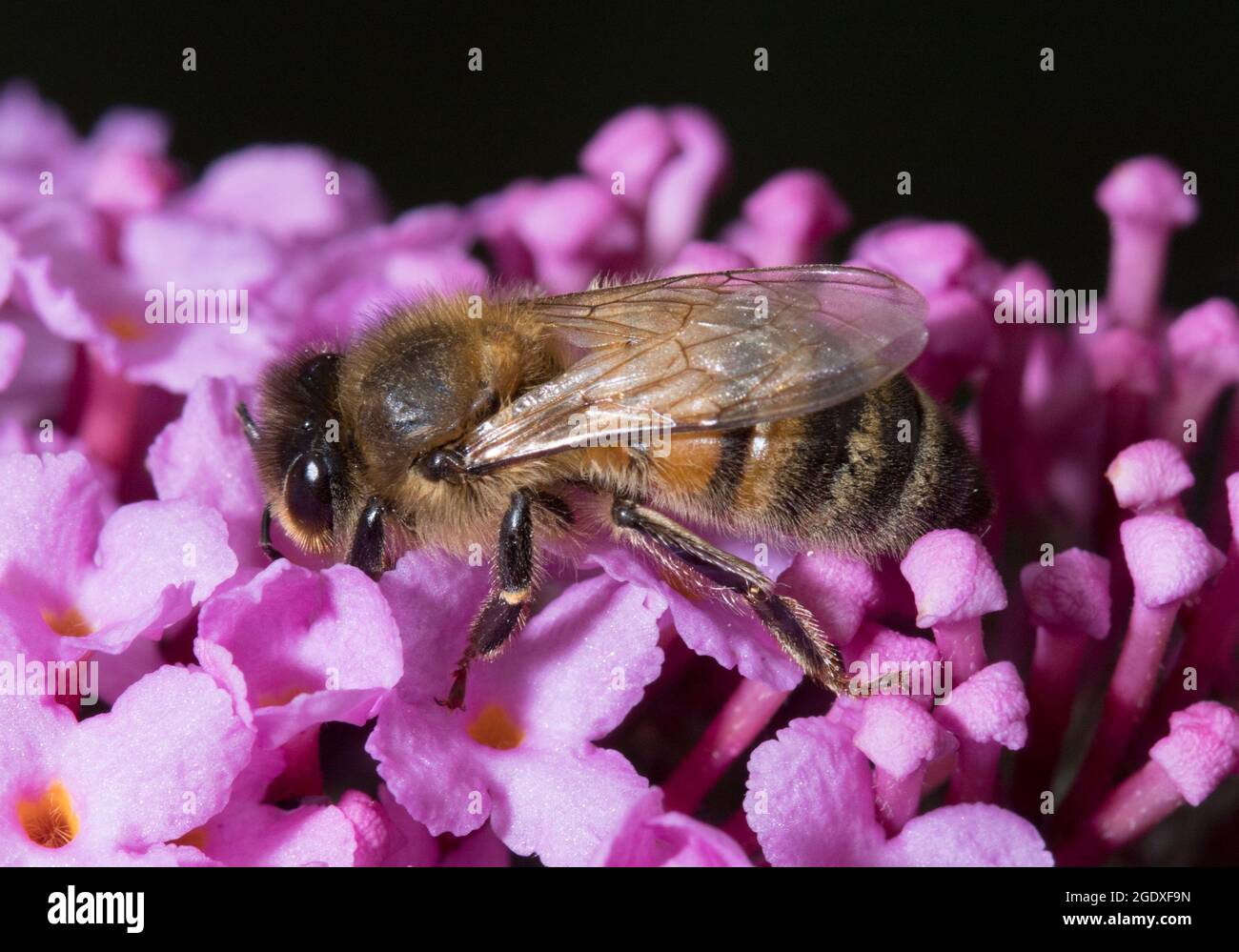 Honey Bee on Pink Buddleja Davidii Stock Photo