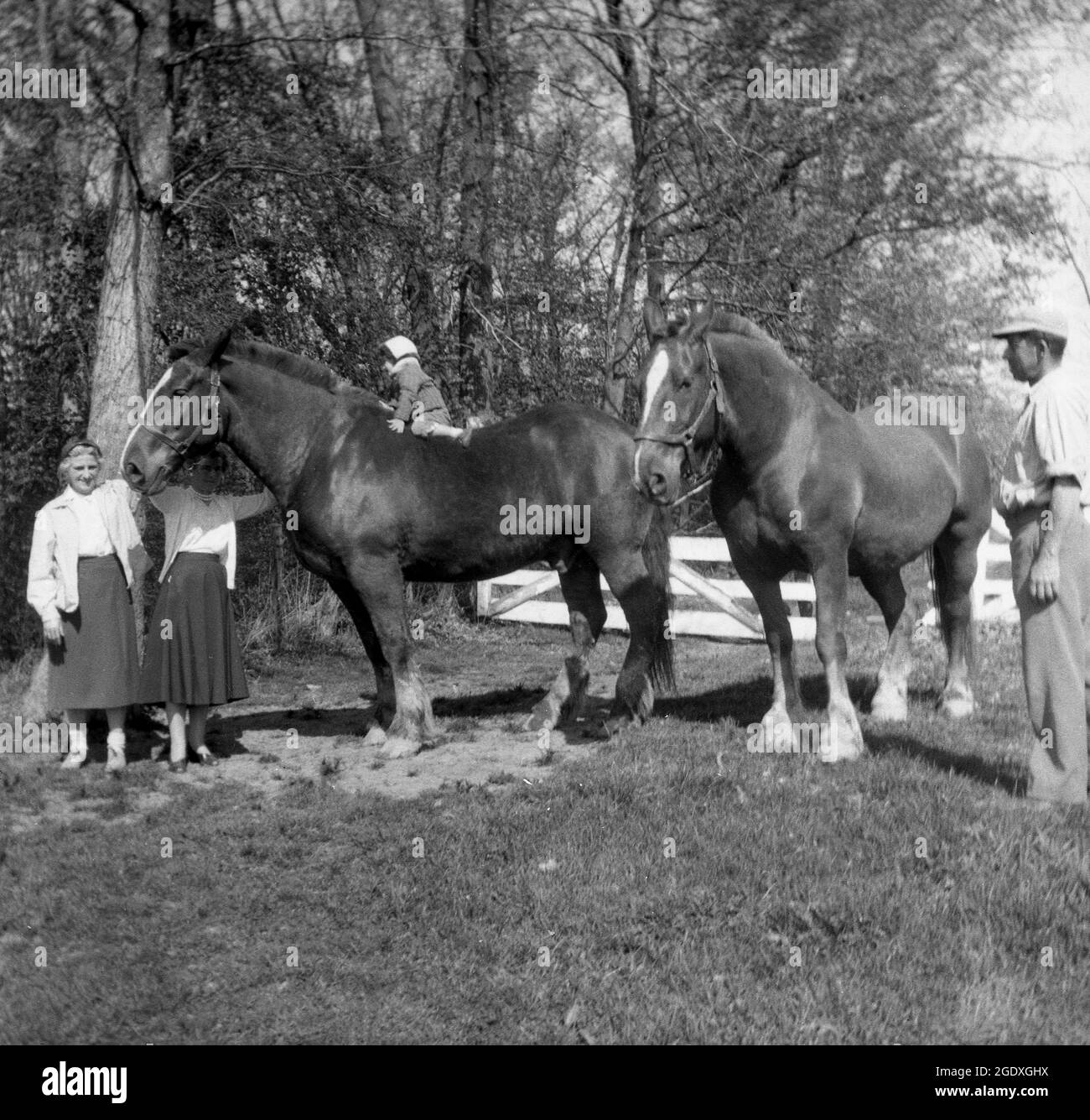 1960s, historical, outside in a field, a small child sitting on top of a very large draft horse, with mother, grandmother and farmer standing by, Des Monies, USA. Although it may seem strange to see such a small child on such a large animal, draft horses as they are known are patient and have a docile temperament. Draft horses are the largest of horse breeds and are animals bred for heavy work, such as plowing, logging or pulling loads, tasks essential to people before the industrial revolution and the invention of the internal combustion engine and steam engines and tractors. Stock Photo