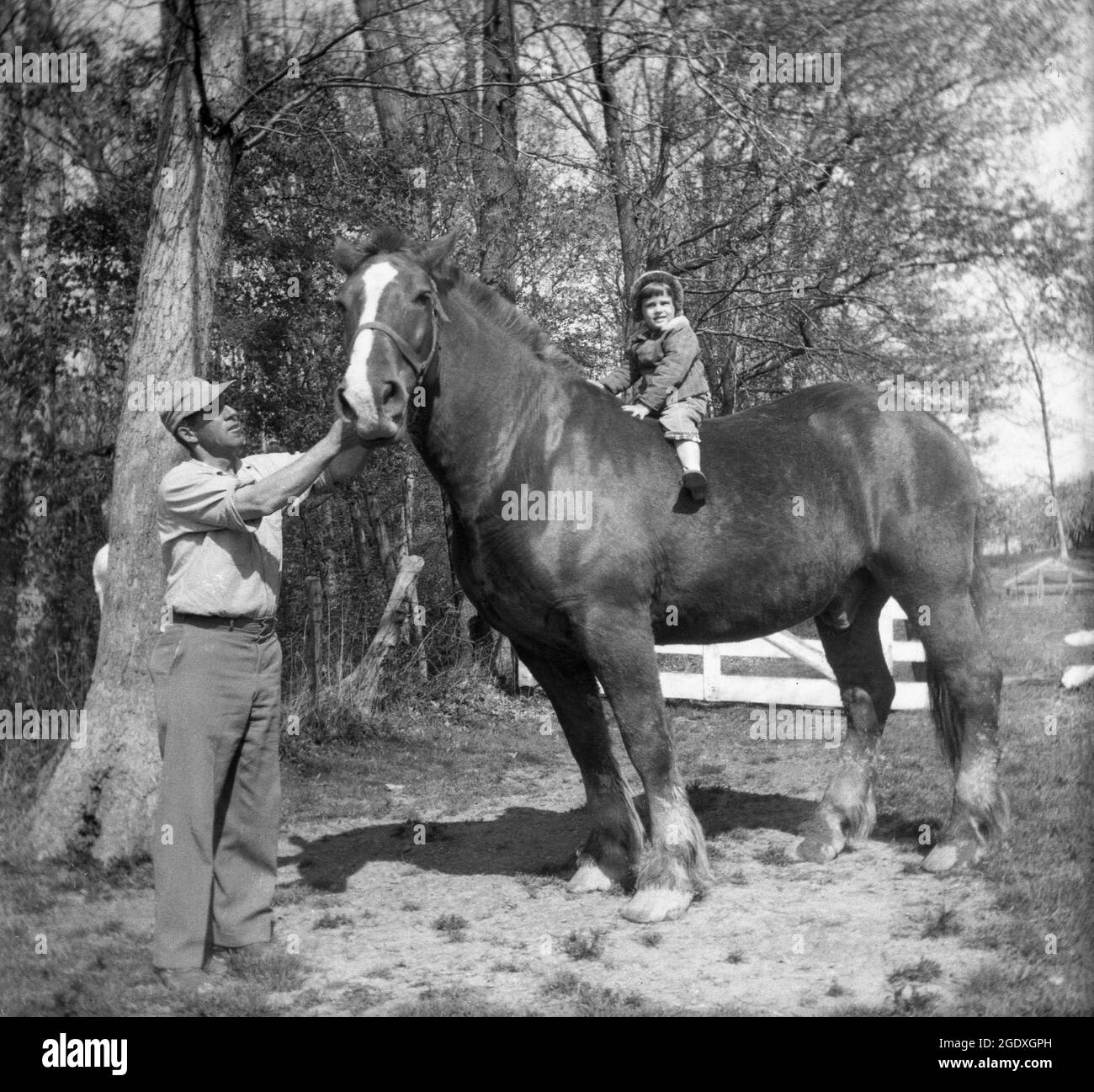 1960s, historical, outside on a farm, a small child sitting on top of a very large horse, with a farmer standing holding its head, Des Monies, USA. Although it may seem strange to see such a small child on such a large animal, draft horses as they are known, are in fact patient animals with a docile temperament. Draft horses are the largest of horse breeds and are bred for heavy farm work, such as plowing, logging or pulling loads, tasks essential for the economy before the industrial revolution and the invention of the internal combustion engine. Stock Photo