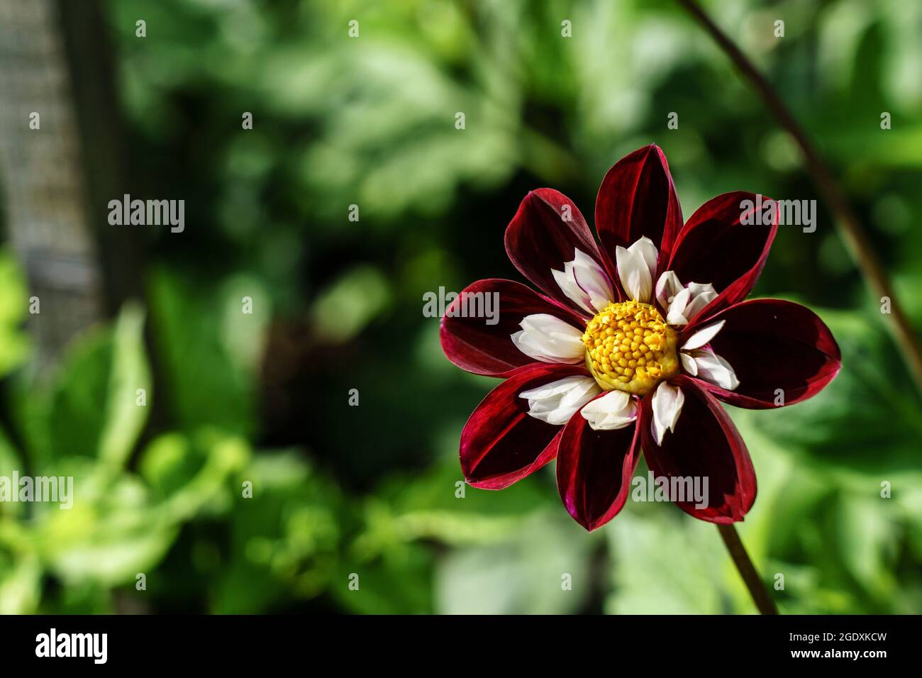 The Night Butterfly dahlia features dark crimson velvety petals and a rose and white inner ruff. Stock Photo