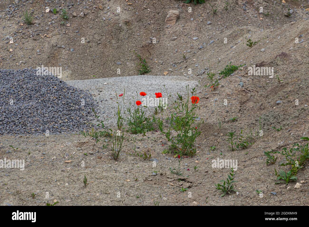 Red poppy growing on pile of rubble and gravel on a construction site Stock Photo