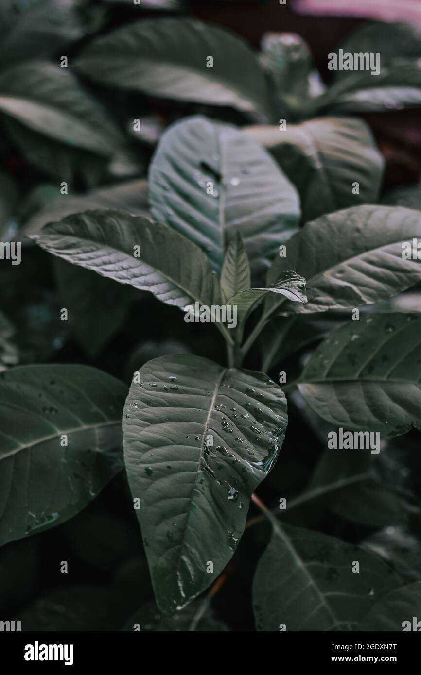 Closeup vertical shot beautiful hi-res stock photography and images - Alamy