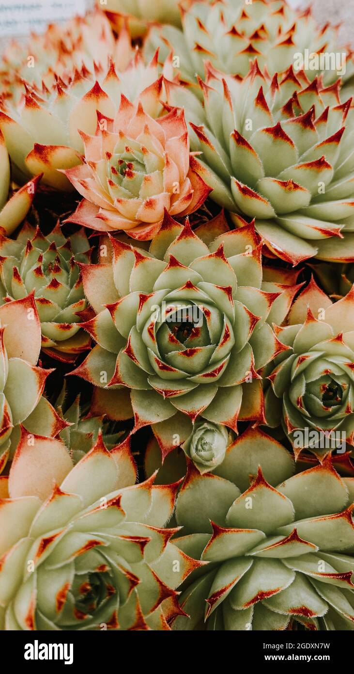 Closeup vertical shot beautiful hi-res stock photography and images - Alamy