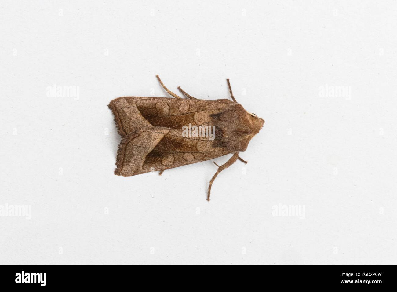 Rosy Rustic Moth (Hydraecia micacea) Stock Photo