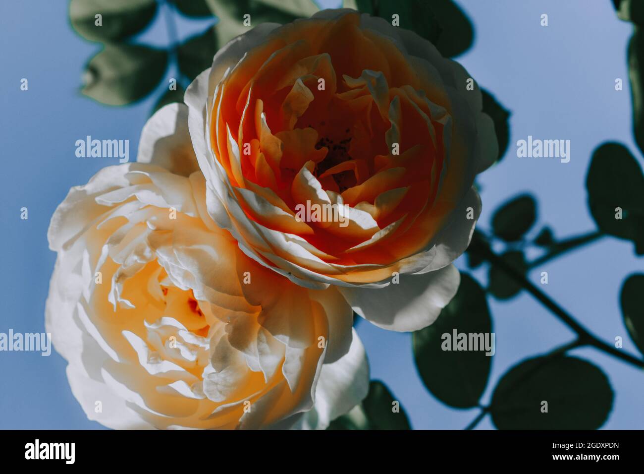 A low angle of the blossomed white roses under the blue sky in the ...